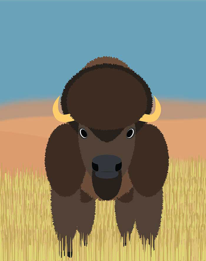 bison-illustration