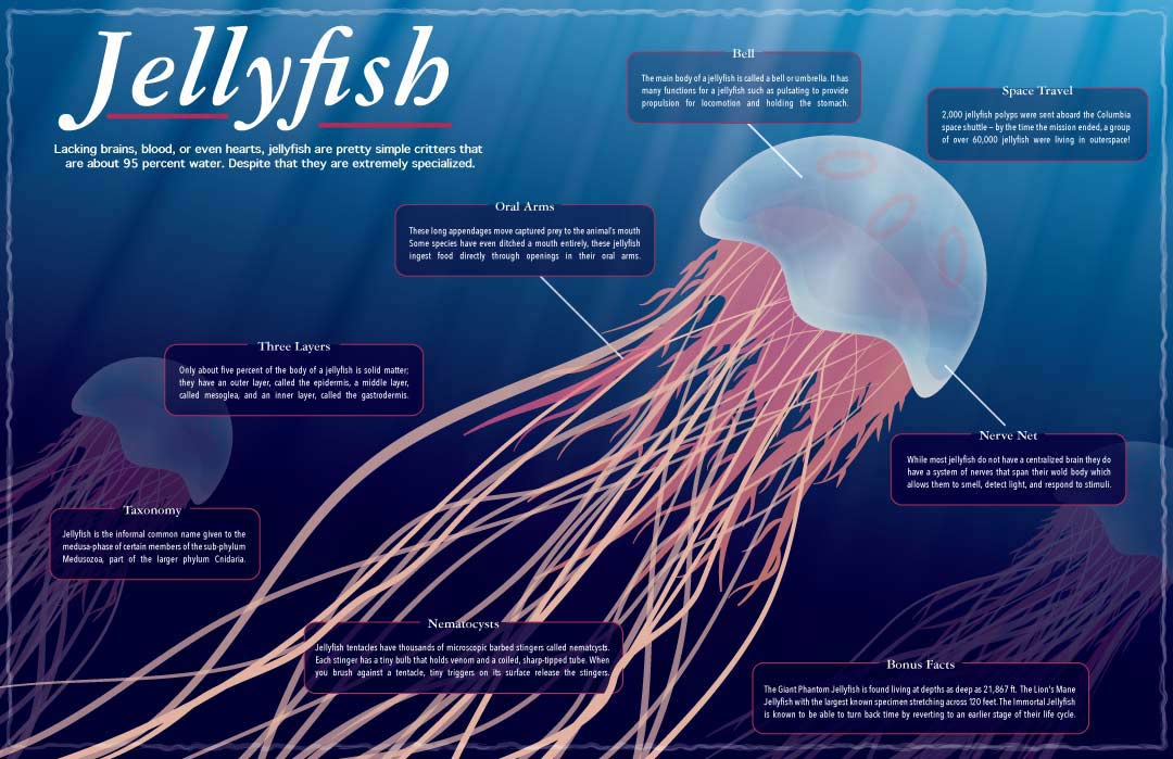 jellyfish-infographic-light-boxy